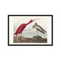 Picture of Vintage Scarlet Ibis Bird _GroupedProduct_Rectangle_Landscape_Framed_Matted_