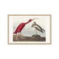 Picture of Vintage Scarlet Ibis Bird _GroupedProduct_Rectangle_Landscape_Framed_Matted_