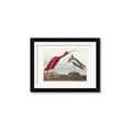 Picture of Vintage Scarlet Ibis Bird _GroupedProduct_Rectangle_Landscape_Framed_Matted_