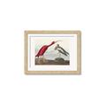 Picture of Vintage Scarlet Ibis Bird _GroupedProduct_Rectangle_Landscape_Framed_Matted_