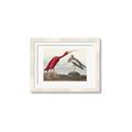 Picture of Vintage Scarlet Ibis Bird _GroupedProduct_Rectangle_Landscape_Framed_Matted_