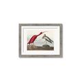 Picture of Vintage Scarlet Ibis Bird _GroupedProduct_Rectangle_Landscape_Framed_Matted_