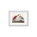 Picture of Vintage Scarlet Ibis Bird _GroupedProduct_Rectangle_Landscape_Framed_Matted_