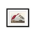 Picture of Vintage Scarlet Ibis Bird _GroupedProduct_Rectangle_Landscape_Framed_Matted_