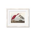 Picture of Vintage Scarlet Ibis Bird _GroupedProduct_Rectangle_Landscape_Framed_Matted_
