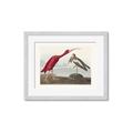 Picture of Vintage Scarlet Ibis Bird _GroupedProduct_Rectangle_Landscape_Framed_Matted_