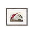Picture of Vintage Scarlet Ibis Bird _GroupedProduct_Rectangle_Landscape_Framed_Matted_
