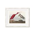 Picture of Vintage Scarlet Ibis Bird _GroupedProduct_Rectangle_Landscape_Framed_Matted_