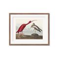 Picture of Vintage Scarlet Ibis Bird _GroupedProduct_Rectangle_Landscape_Framed_Matted_