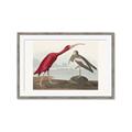Picture of Vintage Scarlet Ibis Bird _GroupedProduct_Rectangle_Landscape_Framed_Matted_