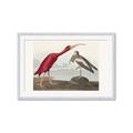 Picture of Vintage Scarlet Ibis Bird _GroupedProduct_Rectangle_Landscape_Framed_Matted_