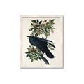 Picture of Raven From Birds of America (1827) _GroupedProduct_Rectangle_Portrait_Framed_Matted_