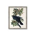 Picture of Raven From Birds of America (1827) _GroupedProduct_Rectangle_Portrait_Framed_Matted_