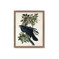 Picture of Raven From Birds of America (1827) _GroupedProduct_Rectangle_Portrait_Framed_Matted_