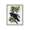 Picture of Raven From Birds of America (1827) _GroupedProduct_Rectangle_Portrait_Framed_Matted_