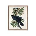 Picture of Raven From Birds of America (1827) _GroupedProduct_Rectangle_Portrait_Framed_Matted_
