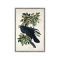 Picture of Raven From Birds of America (1827) _GroupedProduct_Rectangle_Portrait_Framed_Matted_