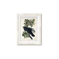 Picture of Raven From Birds of America (1827) _GroupedProduct_Rectangle_Portrait_Framed_Matted_