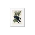 Picture of Raven From Birds of America (1827) _GroupedProduct_Rectangle_Portrait_Framed_Matted_