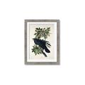 Picture of Raven From Birds of America (1827) _GroupedProduct_Rectangle_Portrait_Framed_Matted_