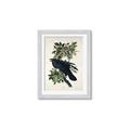 Picture of Raven From Birds of America (1827) _GroupedProduct_Rectangle_Portrait_Framed_Matted_