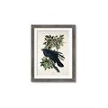 Picture of Raven From Birds of America (1827) _GroupedProduct_Rectangle_Portrait_Framed_Matted_