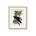 Picture of Raven From Birds of America (1827) _GroupedProduct_Rectangle_Portrait_Framed_Matted_