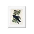 Picture of Raven From Birds of America (1827) _GroupedProduct_Rectangle_Portrait_Framed_Matted_
