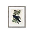 Picture of Raven From Birds of America (1827) _GroupedProduct_Rectangle_Portrait_Framed_Matted_