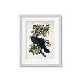 Picture of Raven From Birds of America (1827) _GroupedProduct_Rectangle_Portrait_Framed_Matted_