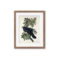 Picture of Raven From Birds of America (1827) _GroupedProduct_Rectangle_Portrait_Framed_Matted_