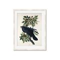 Picture of Raven From Birds of America (1827) _GroupedProduct_Rectangle_Portrait_Framed_Matted_