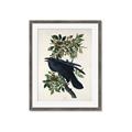 Picture of Raven From Birds of America (1827) _GroupedProduct_Rectangle_Portrait_Framed_Matted_