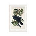 Picture of Raven From Birds of America (1827) _GroupedProduct_Rectangle_Portrait_Framed_Matted_