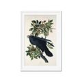 Picture of Raven From Birds of America (1827) _GroupedProduct_Rectangle_Portrait_Framed_Matted_