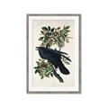 Picture of Raven From Birds of America (1827) _GroupedProduct_Rectangle_Portrait_Framed_Matted_