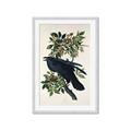 Picture of Raven From Birds of America (1827) _GroupedProduct_Rectangle_Portrait_Framed_Matted_