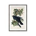 Picture of Raven From Birds of America (1827) _GroupedProduct_Rectangle_Portrait_Framed_Matted_