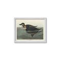 Picture of Vintage Scoter Duck _GroupedProduct_Rectangle_Landscape_Framed_Matted_
