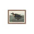 Picture of Vintage Scoter Duck _GroupedProduct_Rectangle_Landscape_Framed_Matted_