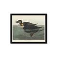 Picture of Vintage Scoter Duck _GroupedProduct_Rectangle_Landscape_Framed_Matted_