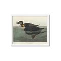 Picture of Vintage Scoter Duck _GroupedProduct_Rectangle_Landscape_Framed_Matted_