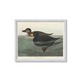 Picture of Vintage Scoter Duck _GroupedProduct_Rectangle_Landscape_Framed_Matted_