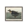 Picture of Vintage Scoter Duck _GroupedProduct_Rectangle_Landscape_Framed_Matted_