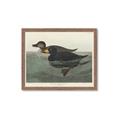 Picture of Vintage Scoter Duck _GroupedProduct_Rectangle_Landscape_Framed_Matted_