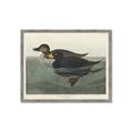 Picture of Vintage Scoter Duck _GroupedProduct_Rectangle_Landscape_Framed_Matted_