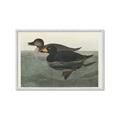 Picture of Vintage Scoter Duck _GroupedProduct_Rectangle_Landscape_Framed_Matted_