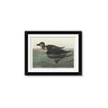 Picture of Vintage Scoter Duck _GroupedProduct_Rectangle_Landscape_Framed_Matted_