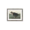 Picture of Vintage Scoter Duck _GroupedProduct_Rectangle_Landscape_Framed_Matted_