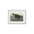 Picture of Vintage Scoter Duck _GroupedProduct_Rectangle_Landscape_Framed_Matted_